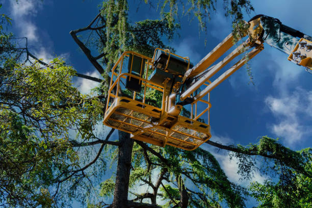 How Our Tree Care Process Works  in  Terrell, TX